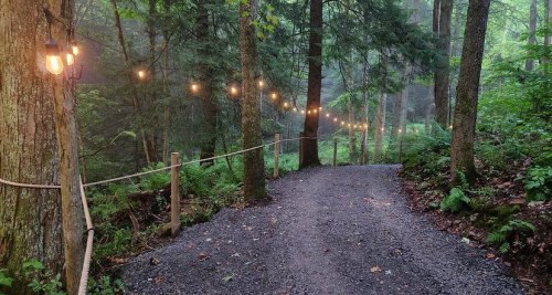A serene forest path lined with string lights, surrounded by lush greenery and misty atmosphere.