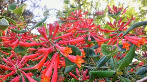 Vibrant red and orange flowers bloom amidst lush green leaves in a sunny garden setting.