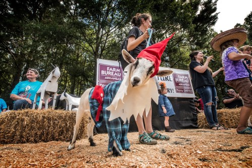 A goat in a gnome costume stands on hay, surrounded by people at a festive outdoor event.