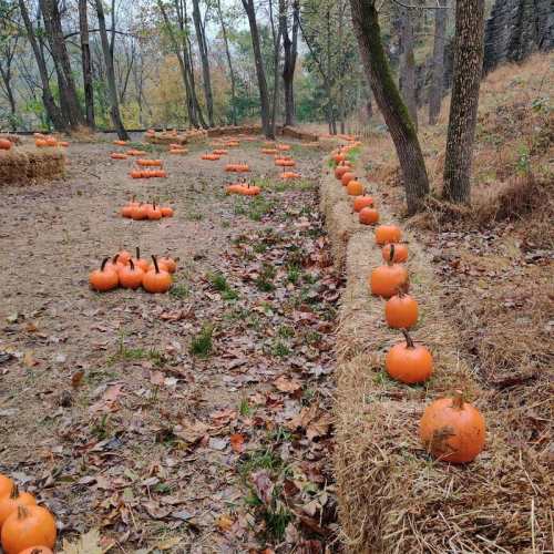 A pumpkin patch with scattered orange pumpkins on the ground, surrounded by trees and autumn foliage.