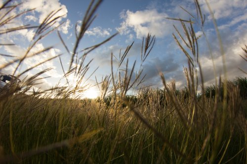 A close-up view of tall grass swaying in the wind under a cloudy sky, with sunlight peeking through.