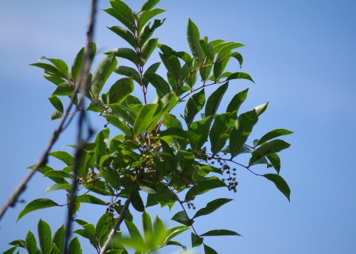 Green leaves and small berries against a clear blue sky.