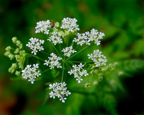 A cluster of small white flowers with delicate petals against a blurred green background.