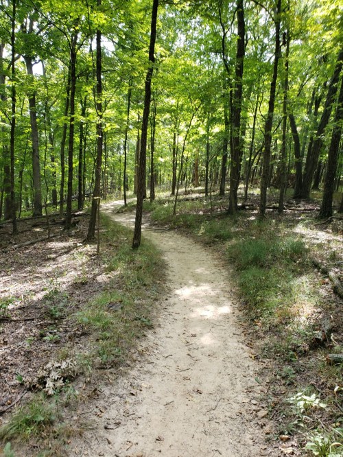 A winding dirt path through a lush green forest with tall trees and dappled sunlight.