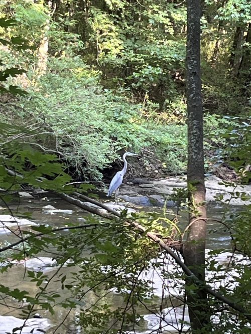 A heron stands by a creek, surrounded by lush greenery and trees, with water flowing gently in the background.