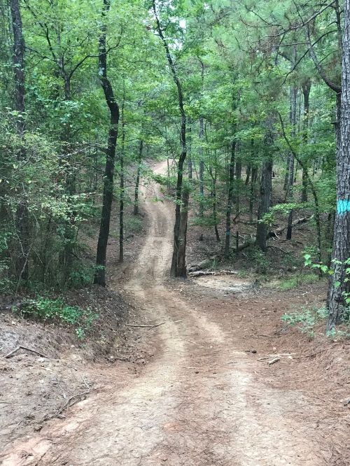 A winding dirt path through a lush green forest, surrounded by tall trees and earthy terrain.