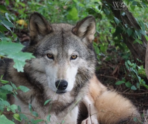 A close-up of a wolf resting among green foliage, with a focused expression and soft fur.
