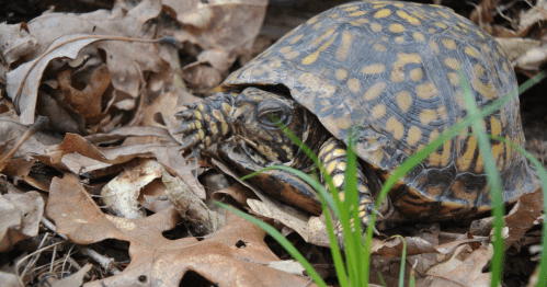 A turtle with a patterned shell resting among dry leaves and grass.