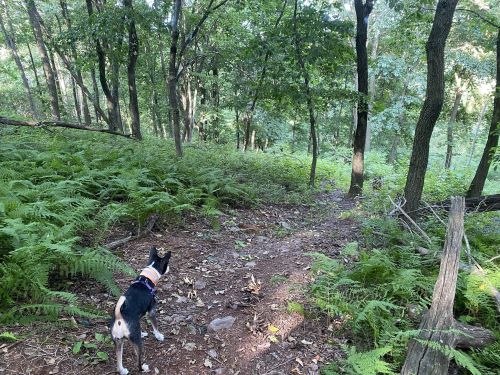 A dog stands on a forest path surrounded by lush green ferns and trees, looking into the distance.