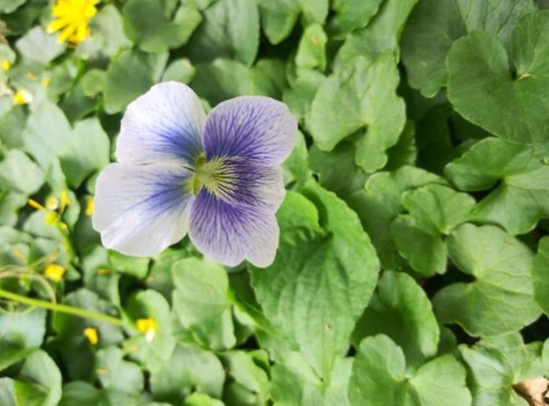 A delicate purple and white flower surrounded by green leaves and small yellow flowers.