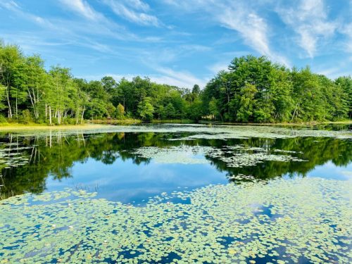 A serene lake surrounded by lush greenery, with lily pads floating on the water and a clear blue sky above.