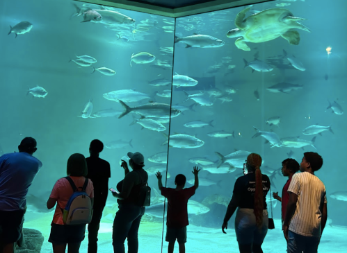A group of people observes a large aquarium filled with various fish and a turtle swimming above them.