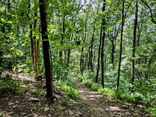 A winding dirt path through a lush green forest with tall trees and vibrant foliage.
