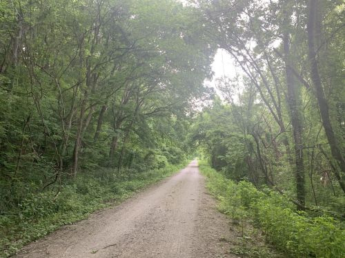 A serene dirt path surrounded by lush green trees and foliage, leading into a peaceful forested area.