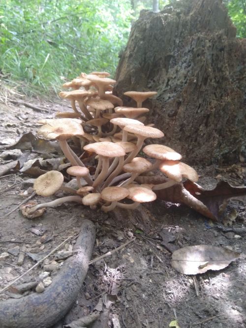 A cluster of mushrooms growing near a tree stump in a forested area, surrounded by dirt and leaves.