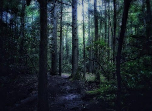 A dense forest with tall trees and a dimly lit path, creating a mysterious and tranquil atmosphere.