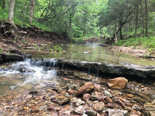 A serene stream flows over rocks in a lush green forest, surrounded by trees and natural vegetation.