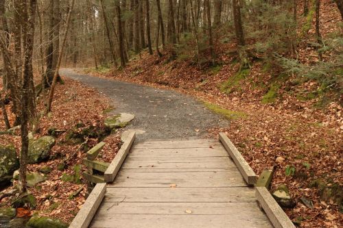A wooden bridge over a small stream, with a winding gravel path surrounded by trees and fallen leaves.