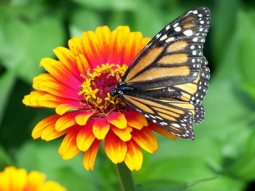A vibrant monarch butterfly perched on a bright orange and yellow flower, surrounded by lush green leaves.