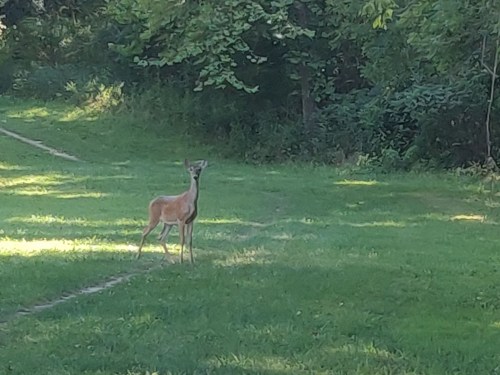 A young deer stands on a grassy path, surrounded by trees and greenery.