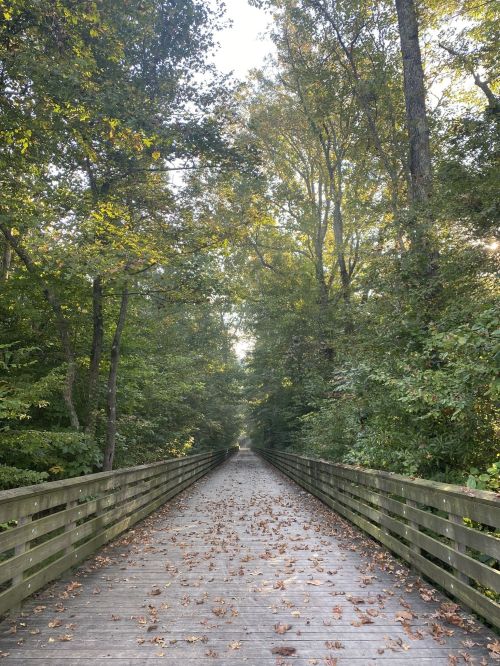 A wooden pathway lined by trees, with fallen leaves scattered on the ground, leading into a serene forest.