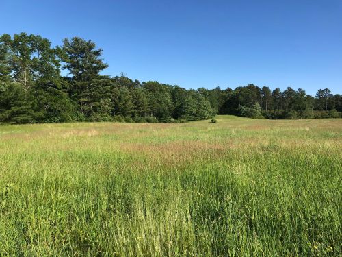 A lush green field stretches under a clear blue sky, bordered by trees in the background.