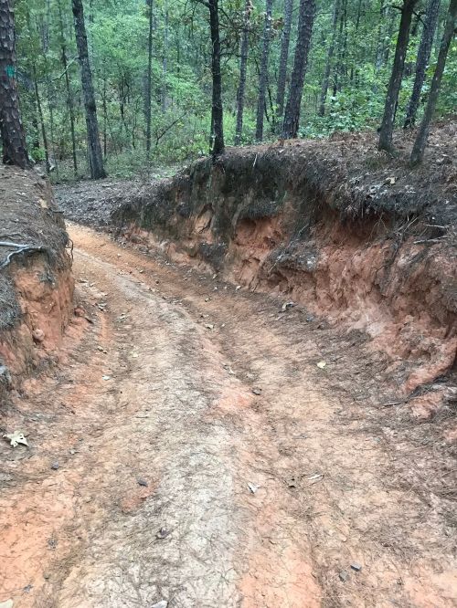 A narrow, eroded dirt path winding through a forest with trees on either side.