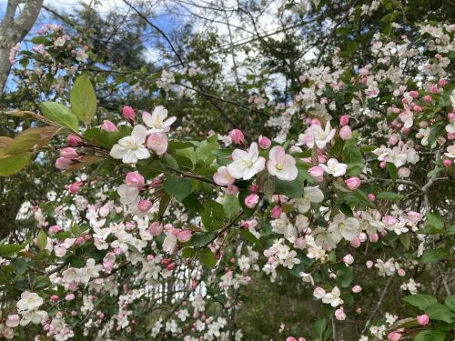 A close-up of blooming flowers with white and pink petals against a backdrop of green leaves and a blue sky.