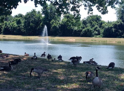 A serene park scene with geese by a pond, featuring a fountain and lush green trees in the background.