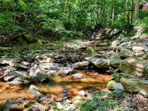 A serene forest scene featuring a small stream flowing over rocks, surrounded by lush green foliage.