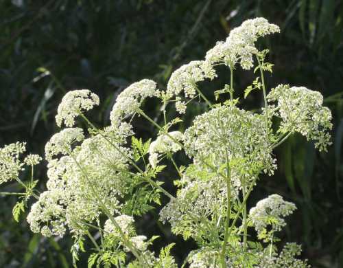 Delicate white flowers cluster on green stems against a blurred dark background.