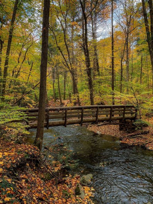 A wooden bridge spans a serene stream, surrounded by vibrant autumn foliage in a peaceful forest setting.