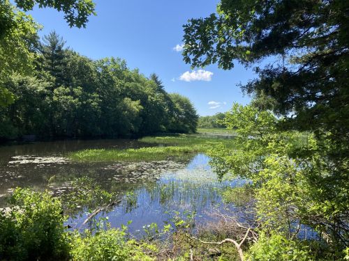 A serene wetland scene with lush greenery, calm water, and a clear blue sky dotted with clouds.