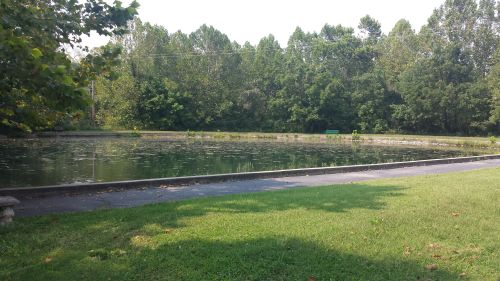 A serene pond surrounded by lush green trees and grass, reflecting a calm atmosphere on a sunny day.