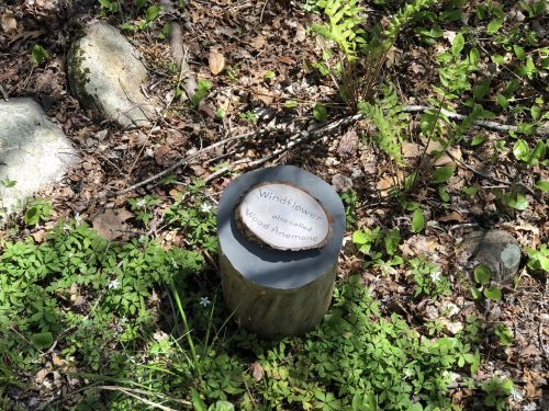 A wooden stump in a forest with a plaque reading "Windflower, also called Wood Anemone," surrounded by greenery.