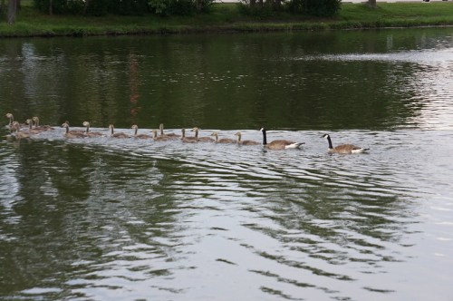 A line of geese and their goslings swim across a calm, reflective pond surrounded by greenery.