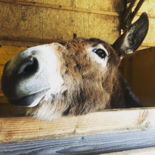 A close-up of a donkey's face peering over a wooden fence in a barn.
