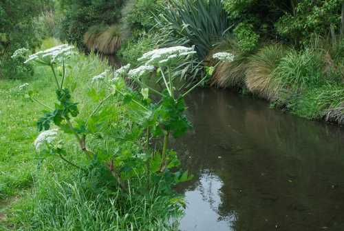 A lush green landscape with white flowering plants beside a calm, reflective stream surrounded by tall grasses.