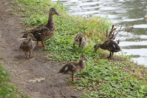 A mother duck and four ducklings foraging along the grassy bank of a pond.