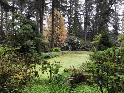 Lush garden scene with a pond covered in green algae, surrounded by tall trees and vibrant foliage.