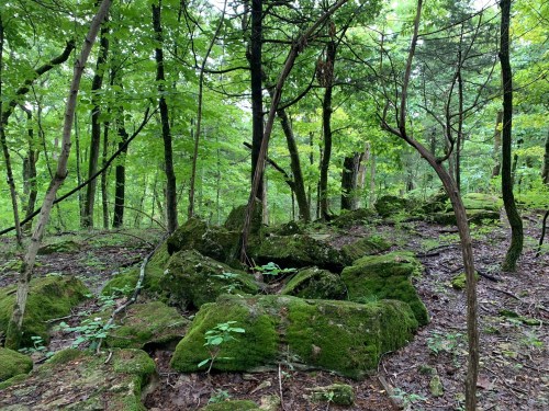 Lush green forest with moss-covered rocks and trees, creating a serene, natural landscape.