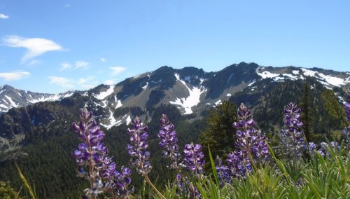 Vibrant purple flowers in the foreground with snow-capped mountains and a clear blue sky in the background.