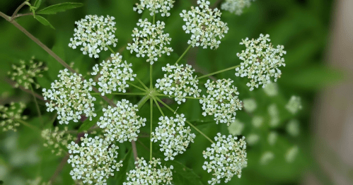 A close-up of delicate white flowers arranged in a circular pattern, surrounded by green foliage.