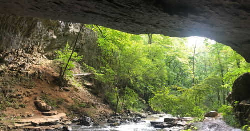 A serene view of a lush green forest through a cave opening, with a stream flowing below.