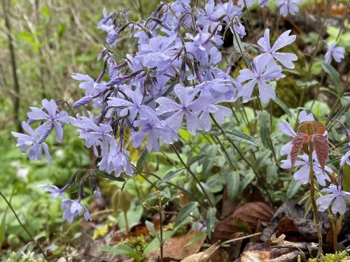 A cluster of delicate purple flowers with raindrops, surrounded by green foliage and fallen leaves.