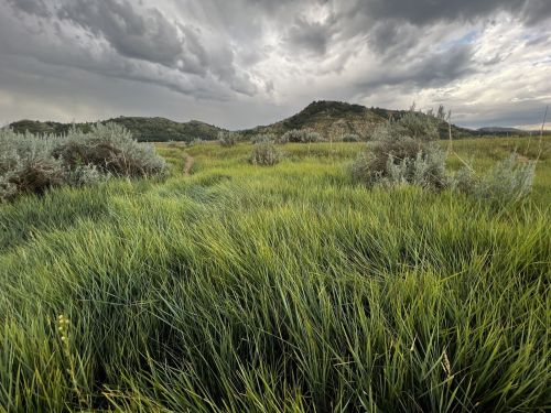 Lush green grass and shrubs in a serene landscape under a cloudy sky, with distant hills in the background.