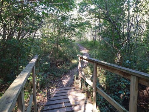 A wooden bridge leads into a lush, green forest path surrounded by trees and underbrush.