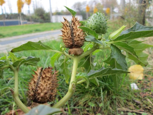 Close-up of a plant with spiky seed pods and green foliage, set against a blurred background of grass and a pathway.