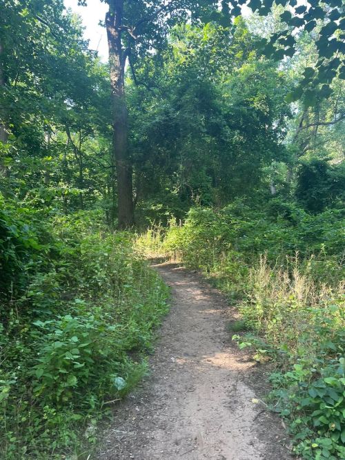 A narrow dirt path winding through a lush green forest with dense foliage on either side.
