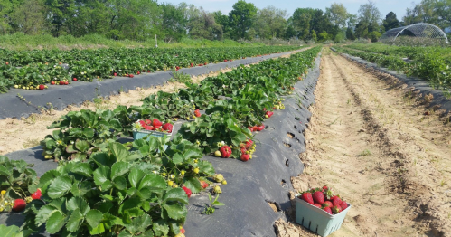 A strawberry field with rows of plants and baskets filled with ripe strawberries under a clear blue sky.